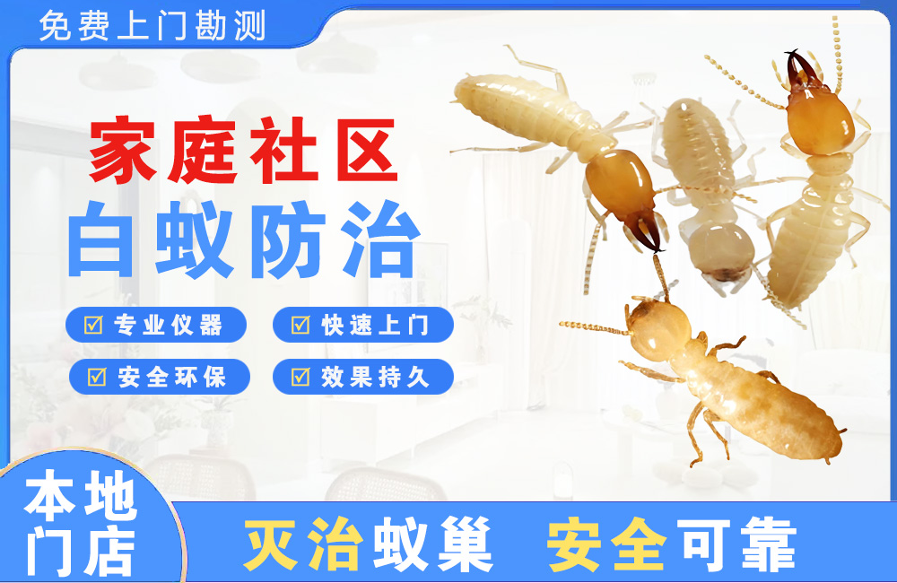 中堂家庭社区白蚁防治