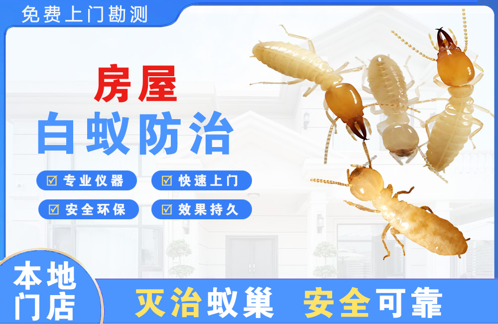中堂房屋白蚁防治